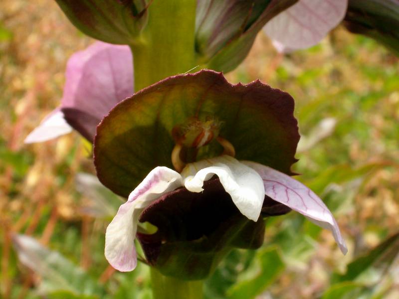 Acanthus mollis / Acanto comune, Branca orsina